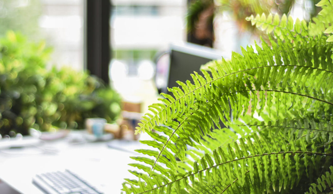 Best Air-Purifying Plants to Improve Indoor Air Quality