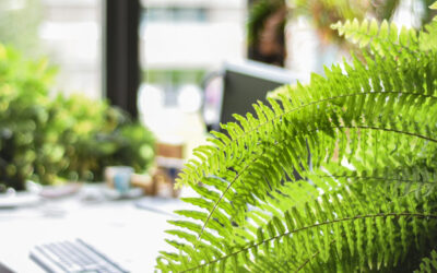 Best Air-Purifying Plants to Improve Indoor Air Quality
