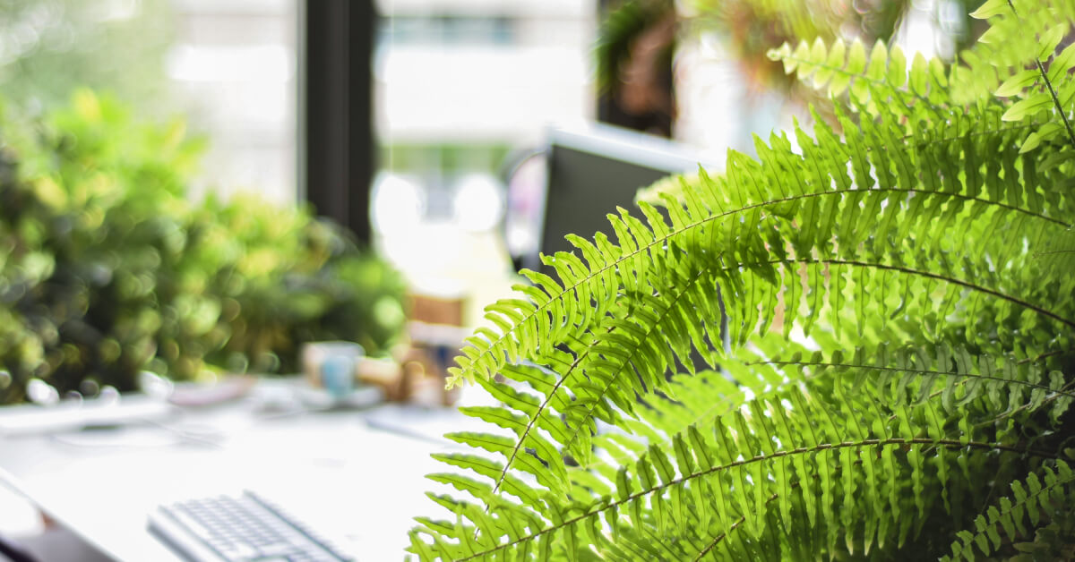 Air-Purifying Indoor Plants | Best Houseplants for Cleaner Air
