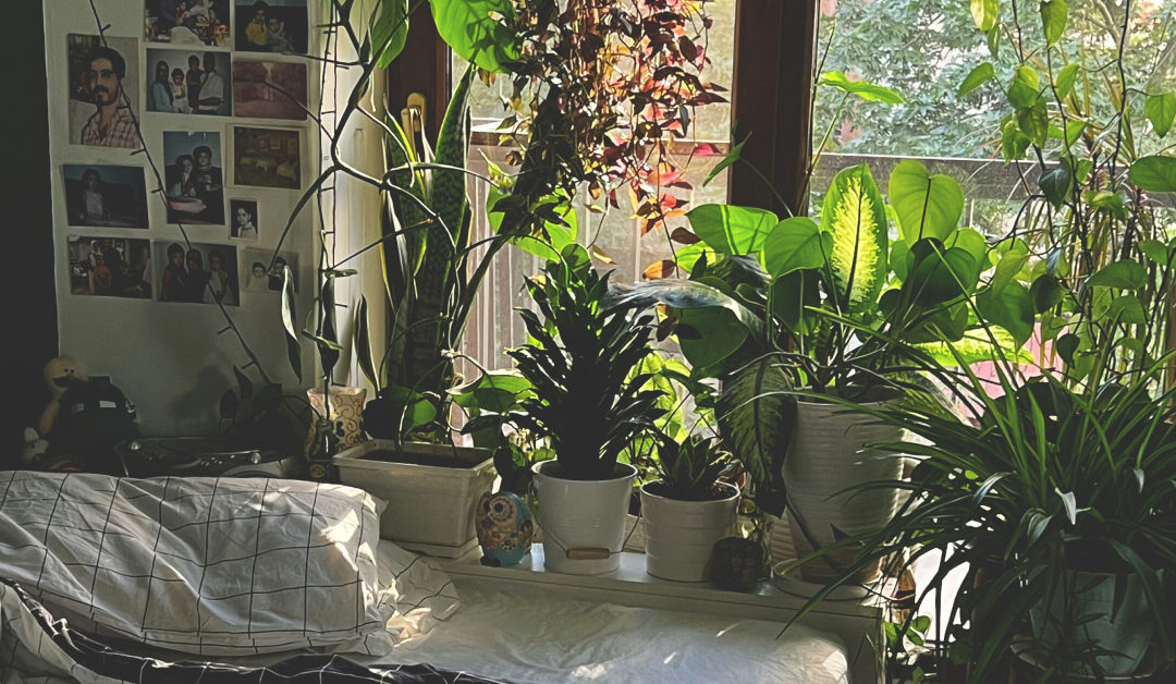 Best Air-Purifying Plants for Bedrooms: Sleep Better with Clean Air