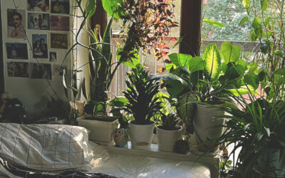 Best Air-Purifying Plants for Bedrooms: Sleep Better with Clean Air