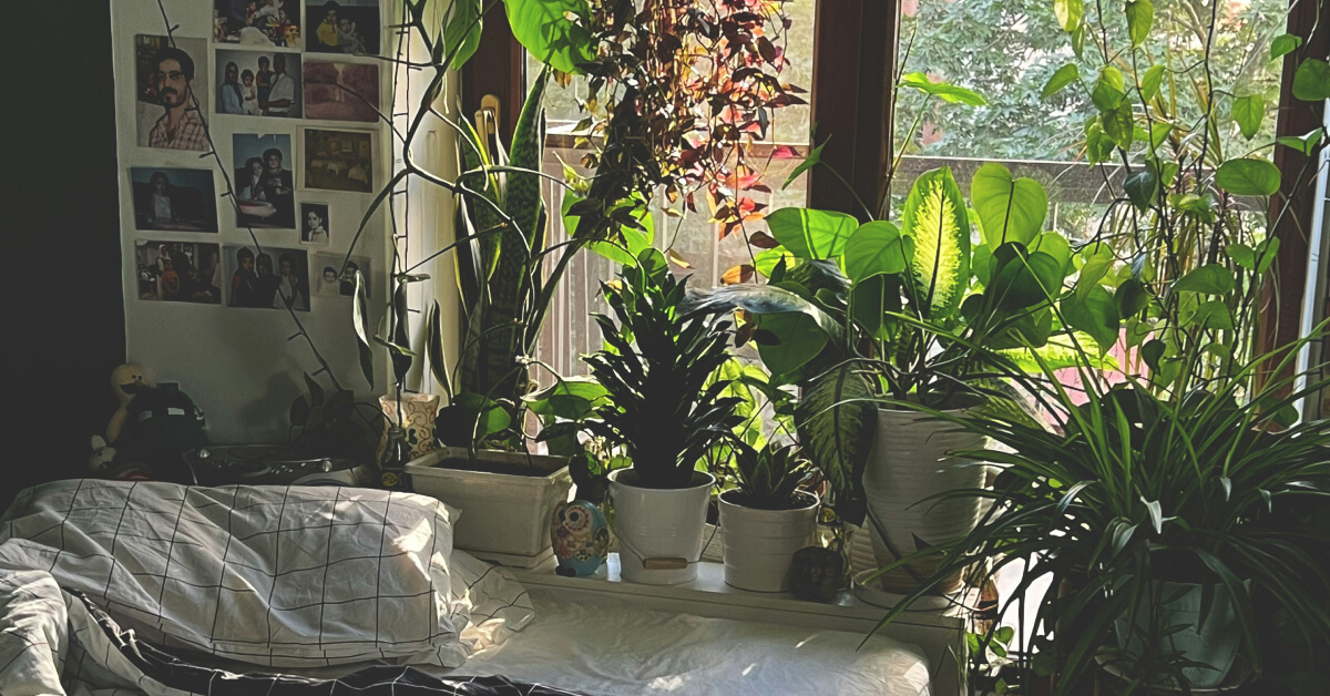 Best Air-Purifying Plants for Bedrooms: Clean Air & Better Sleep