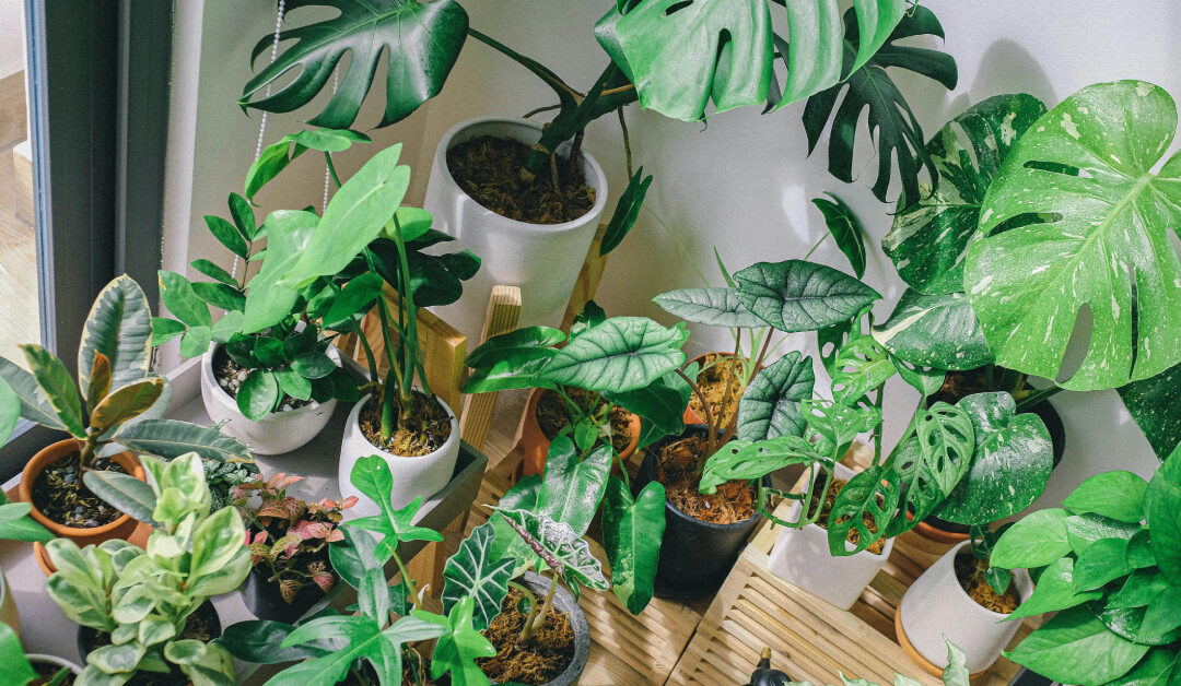 The Ultimate Beginner’s Guide to Indoor Plants: Everything You Need to Know