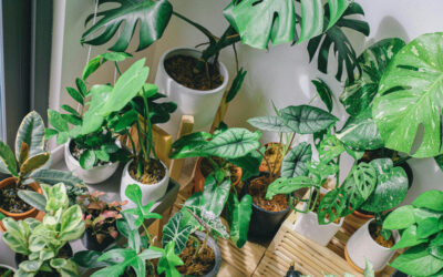 The Ultimate Beginner’s Guide to Indoor Plants: Everything You Need to Know