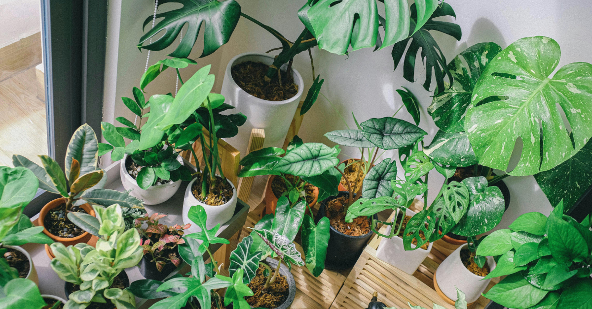 Indoor Plants for Beginners: Essential Guide to Plant Care & Growth