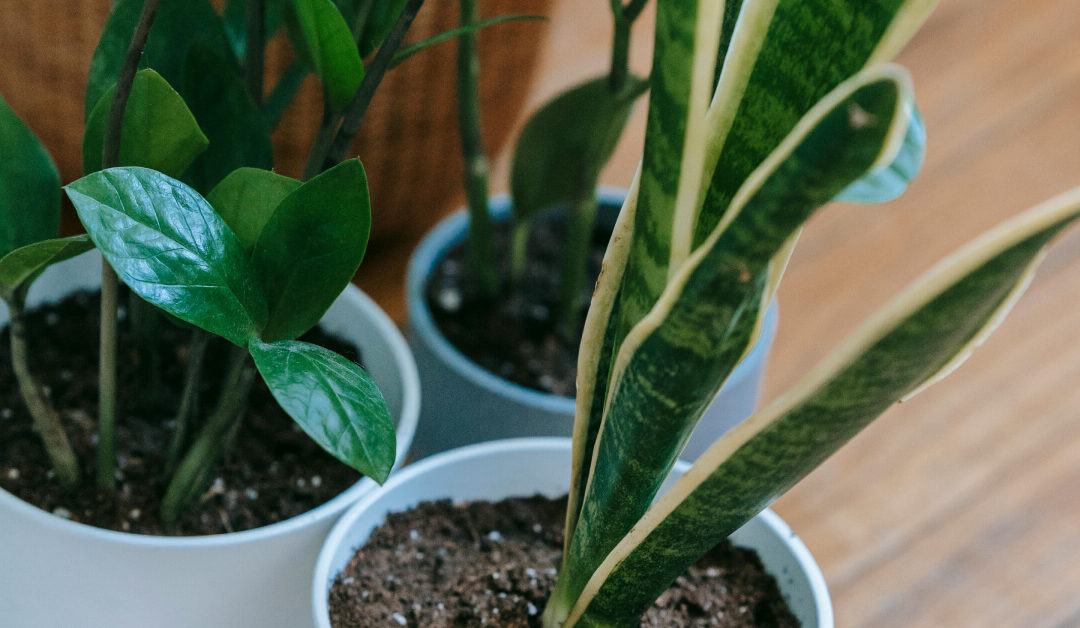 The Best Air-Purifying Indoor Plants for a Healthier Home