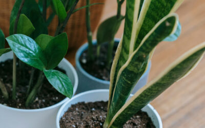 The Best Air-Purifying Indoor Plants for a Healthier Home