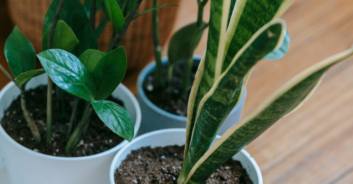 Best Air-Purifying Indoor Plants | Improve Indoor Air Quality Naturally