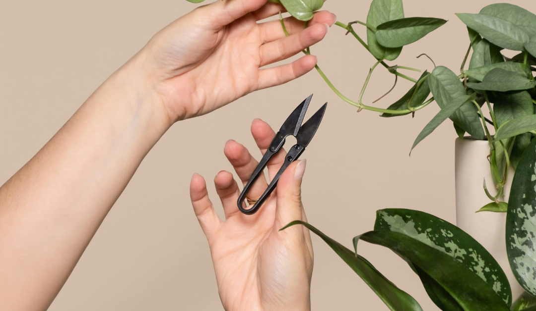 How to Prune Indoor Plants for Healthier Growth
