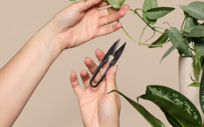 How to Prune Indoor Plants for Healthier Growth