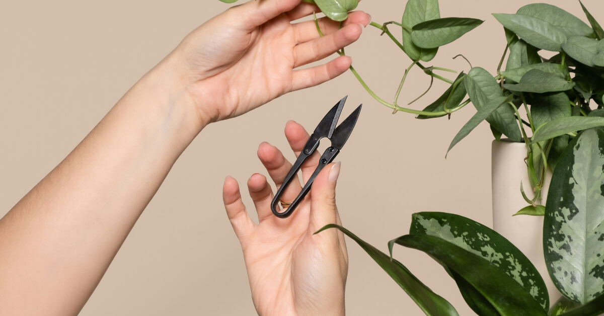 How to Prune Indoor Plants | Best Pruning Techniques for Growth
