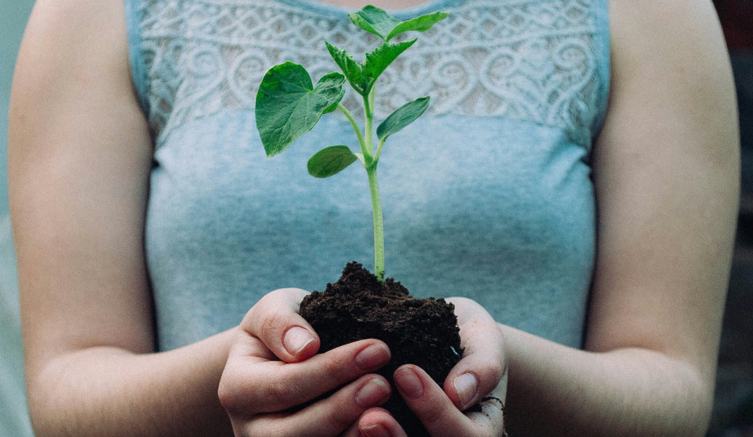 The Best Soil Mixes for Different Types of Indoor Plants