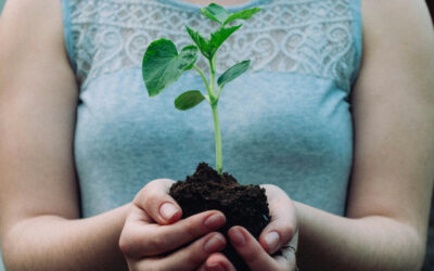 The Best Soil Mixes for Different Types of Indoor Plants