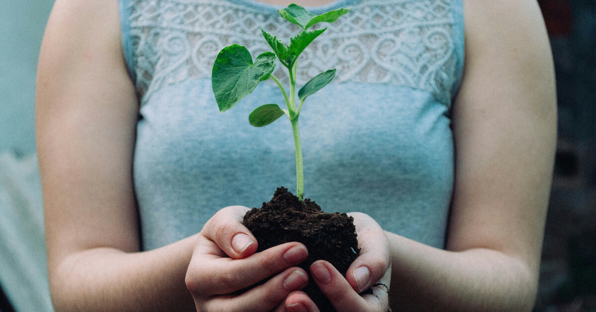 Best Soil for Indoor Plants | Choosing the Right Potting Mix