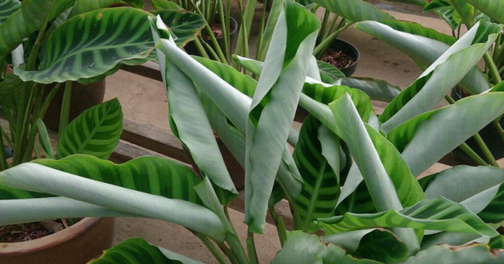 Calathea Leaves Curling? Learn the Causes and How to Fix Them