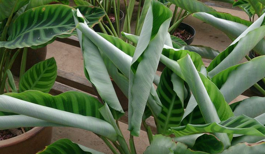 Why Are My Calathea Leaves Curling? Common Causes and Solutions