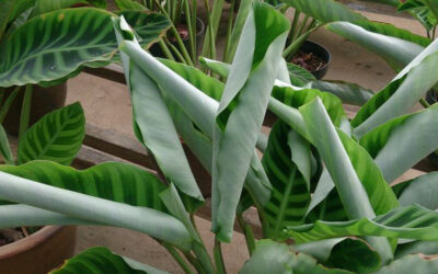 Why Are My Calathea Leaves Curling? Common Causes and Solutions