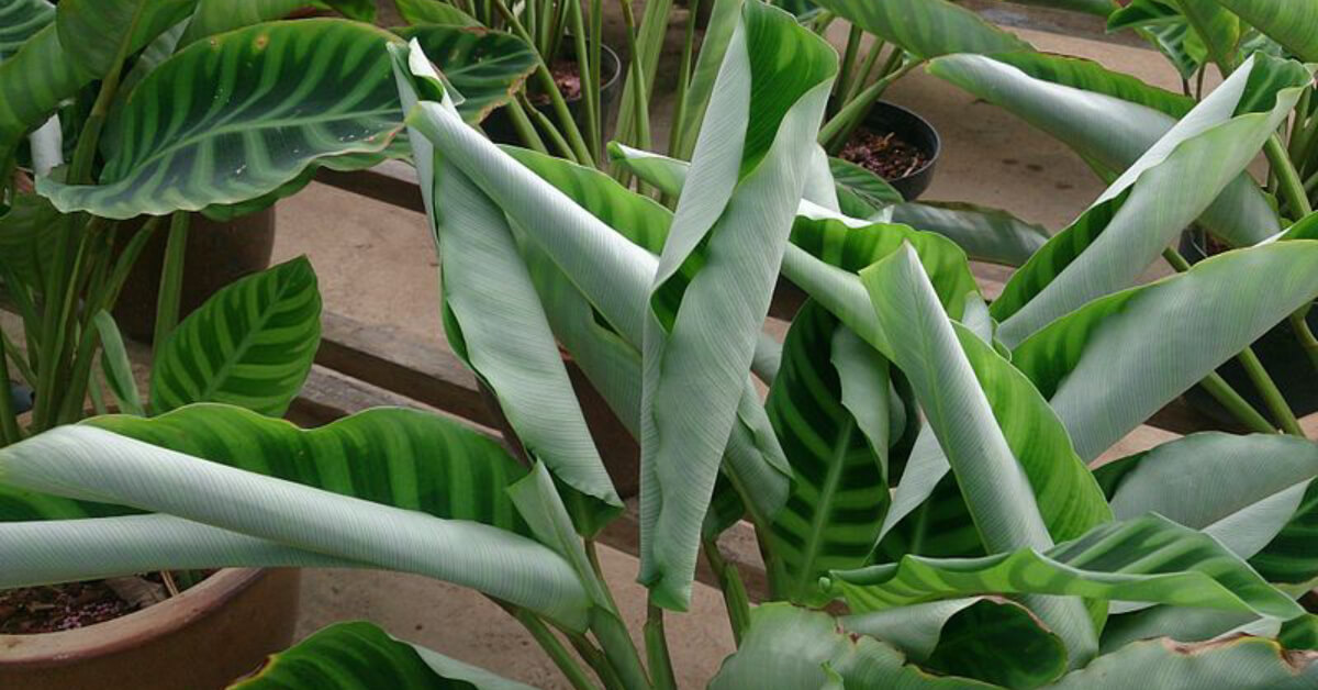 Calathea Leaves Curling? Learn the Causes and How to Fix Them