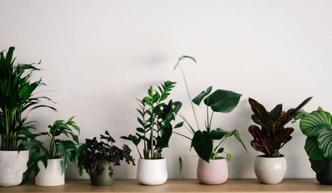 How to Choose the Best Indoor Plants for Your Space and Lifestyle