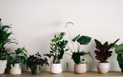 How to Choose the Best Indoor Plants for Your Space and Lifestyle