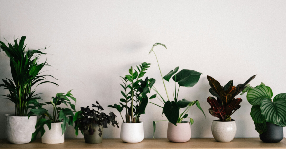 Best Indoor Plants for Your Home | Choose the Right Houseplants