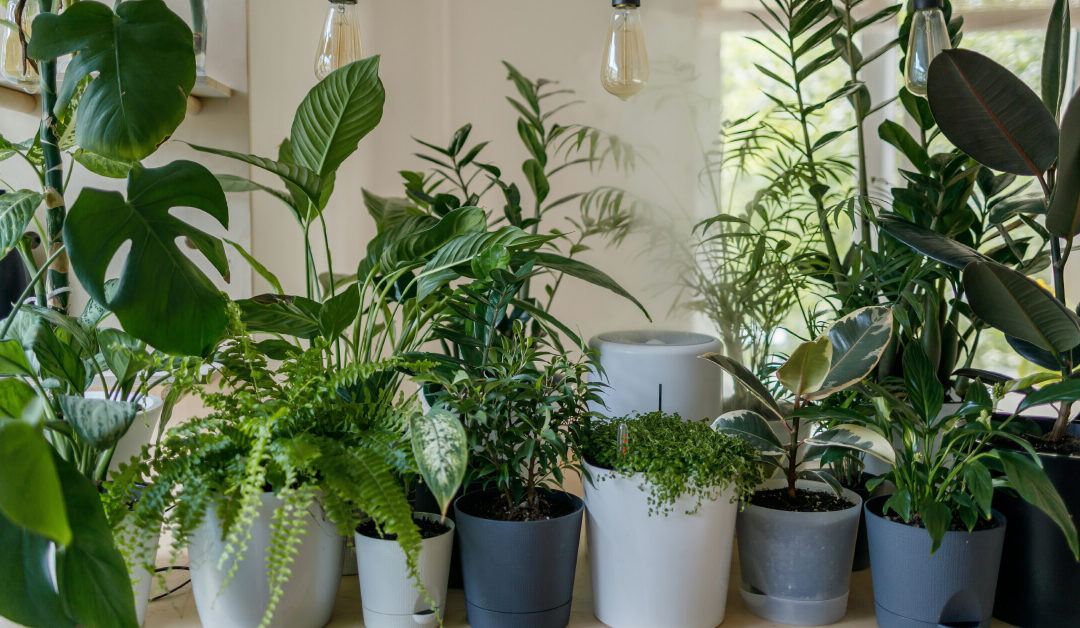 How to Choose the Right Indoor Plants for Your Home