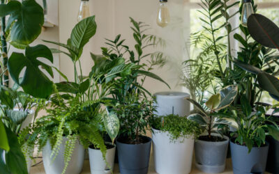 How to Choose the Right Indoor Plants for Your Home