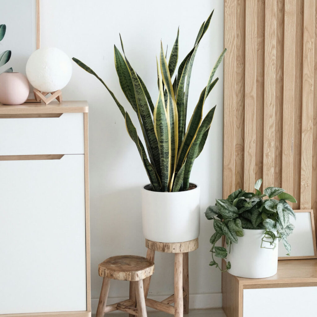 Choosing the Best Indoor Plants for Your Space