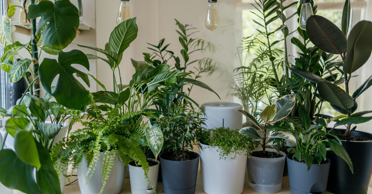 Choosing the Best Indoor Plants: Find the Perfect Houseplant for Your Space