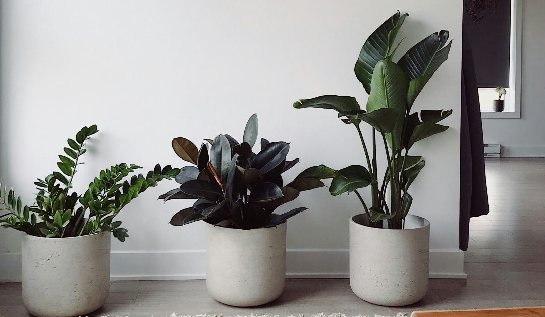 Top 10 Easy-to-Care-for Indoor Plants for Beginners