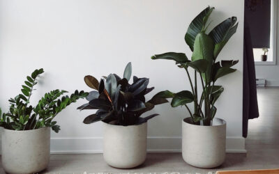 Top 10 Easy-to-Care-for Indoor Plants for Beginners