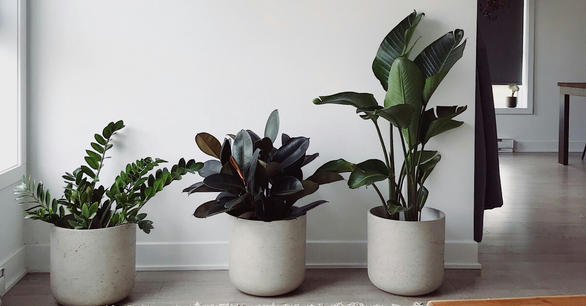 Best Low-Maintenance Indoor Plants for Beginners