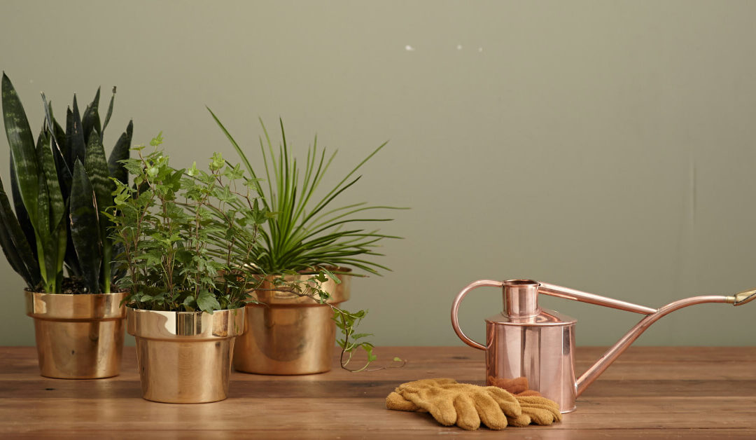 Fertilizing Indoor Plants: When, How, and What to Use