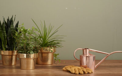 Fertilizing Indoor Plants: When, How, and What to Use