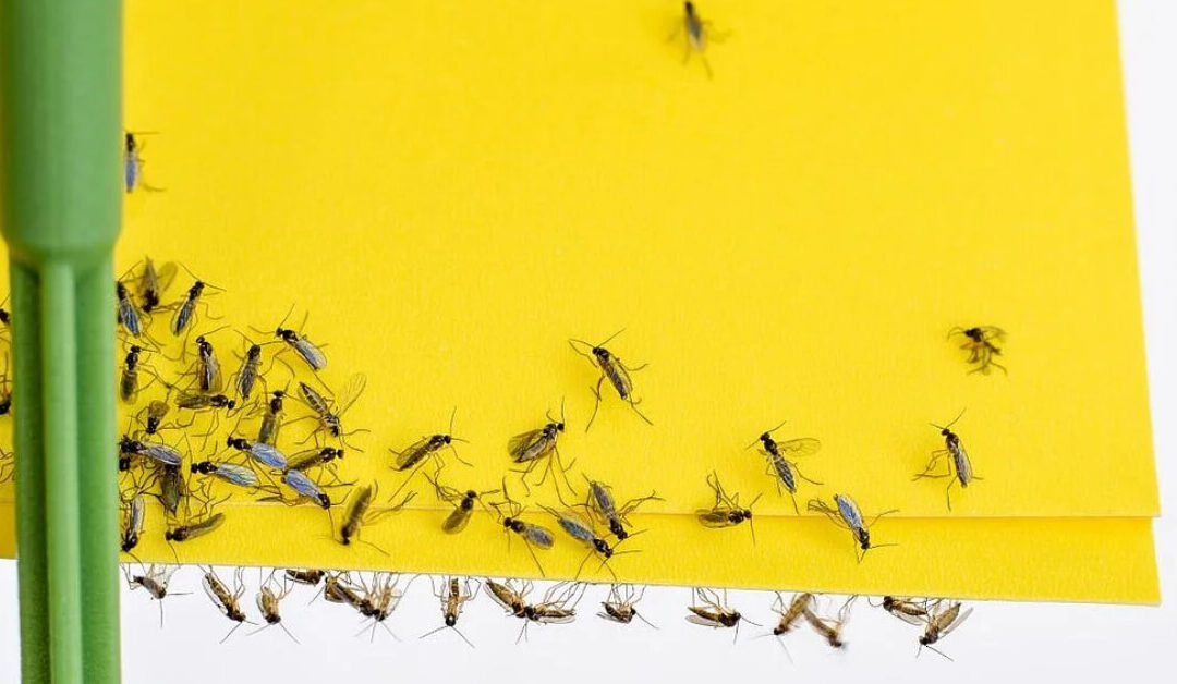 Understanding Fungus Gnats: Causes, Identification, and Solutions