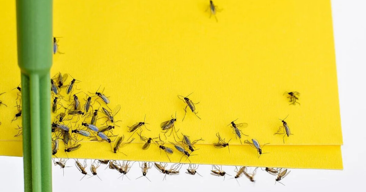 Fungus Gnats in Plants: Causes, Identification, and Solutions