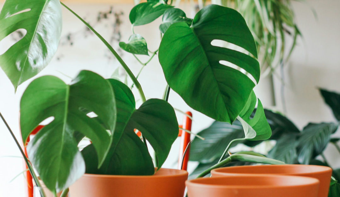 The Ultimate Guide to Indoor Plant Lighting: Best Light for Healthy Growth