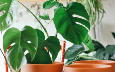 The Ultimate Guide to Indoor Plant Lighting: Best Light for Healthy Growth