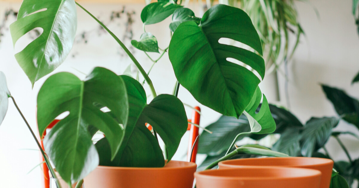 Best Light for Indoor Plants | Guide to Houseplant Lighting