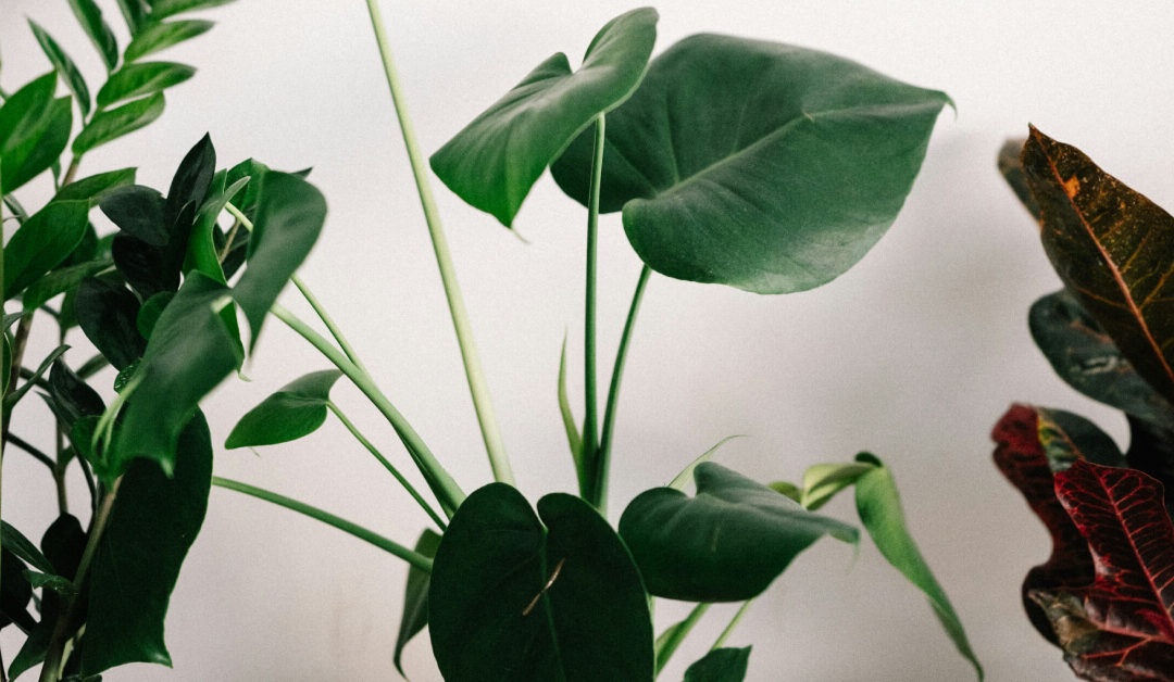 Indoor Plants That Are Hard to Kill: Perfect for Forgetful Owners