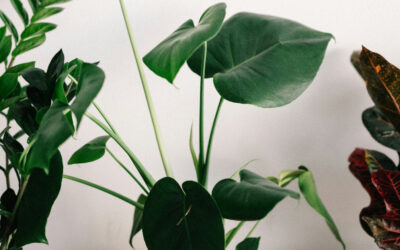 Indoor Plants That Are Hard to Kill: Perfect for Forgetful Owners