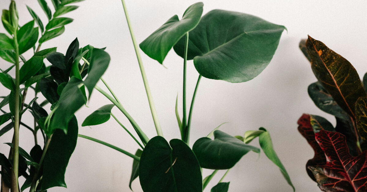 Hard-to-Kill Indoor Plants | Best Low-Maintenance Houseplants