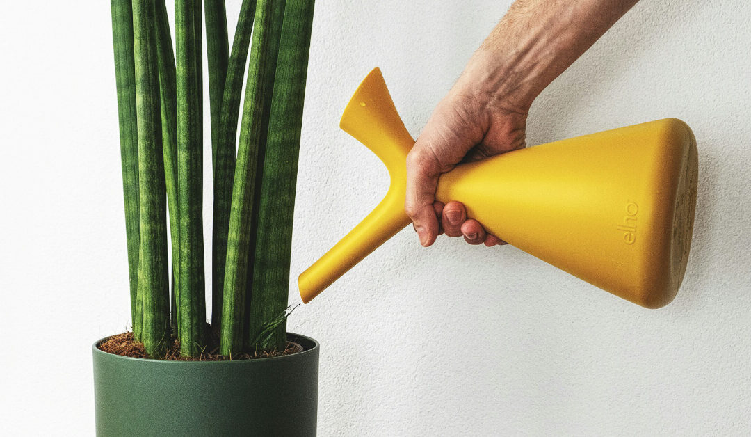 How to Fertilize Indoor Plants: A Complete Guide