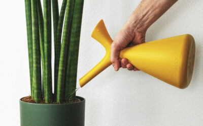 How to Fertilize Indoor Plants: A Complete Guide
