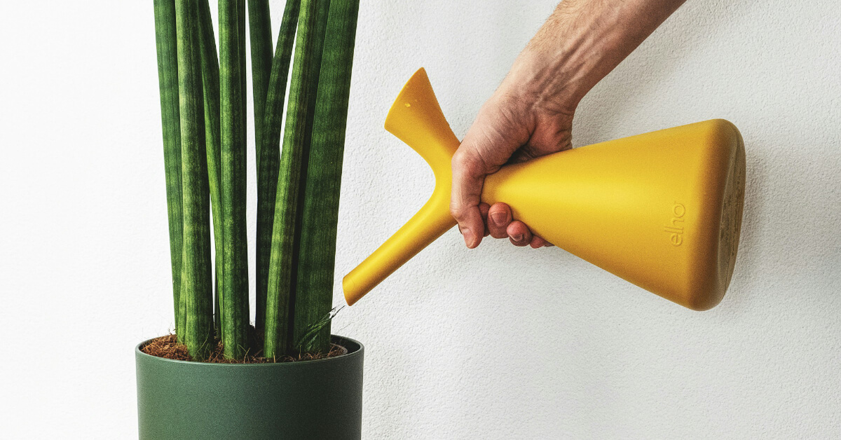 How & When to Fertilize Houseplants