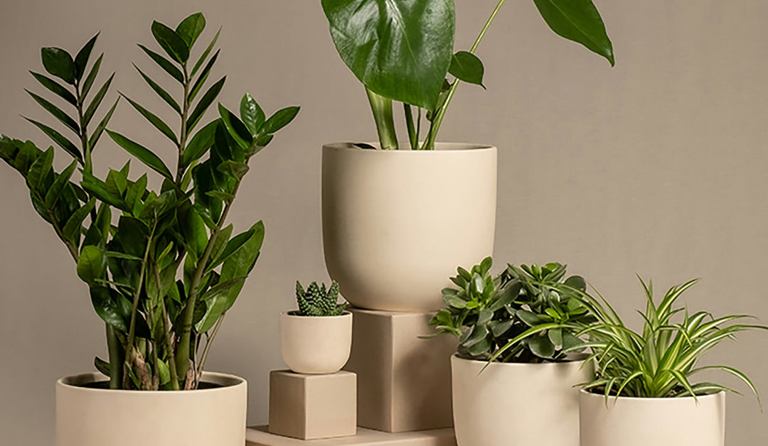How Indoor Plants Promote Happiness