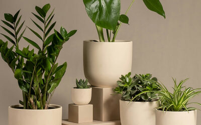 How Indoor Plants Promote Happiness
