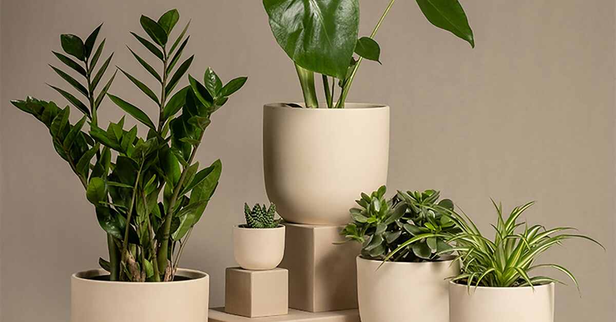 How Plants Improve Mood and Keep Us Happy