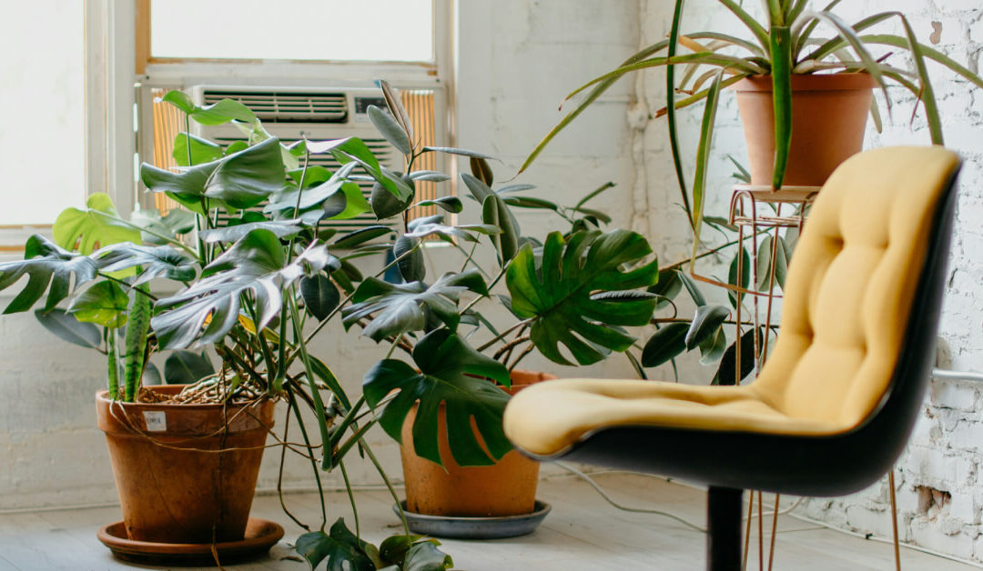 How to Clean and Dust Indoor Plant Leaves for Better Growth