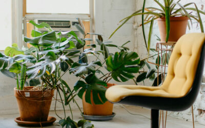 How to Clean and Dust Indoor Plant Leaves for Better Growth